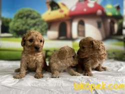 Maltipoo Yavru 2