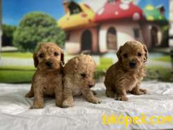 Maltipoo Yavru 5