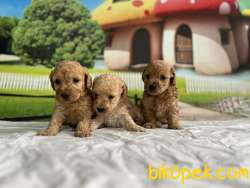 Maltipoo Yavru 3