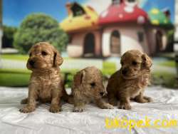 Maltipoo Yavru