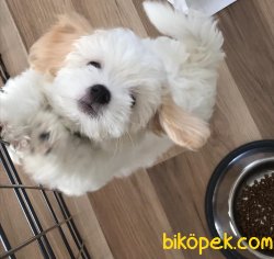 MALTİpoo YAVRU HERŞEYİYLE BİRLİKTE 3