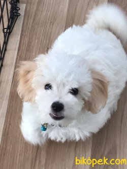 MALTİpoo YAVRU HERŞEYİYLE BİRLİKTE 4