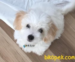 MALTİpoo YAVRU HERŞEYİYLE BİRLİKTE 1