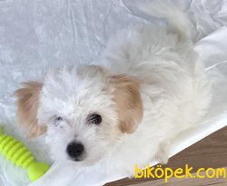 MALTİpoo YAVRU HERŞEYİYLE BİRLİKTE 2