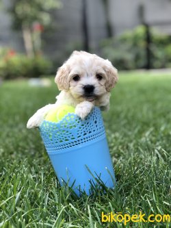 Maltipoo Yavrular 1