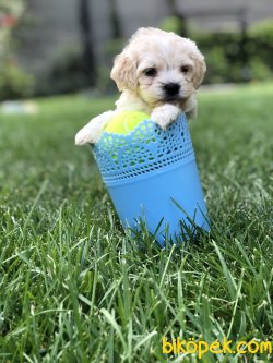 Maltipoo Yavrular 3
