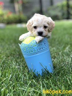 Maltipoo Yavrular 2