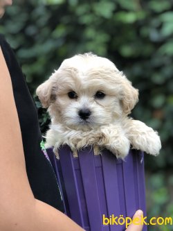 Maltipoo Yavrular 2
