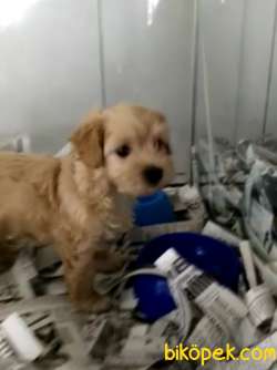Maltipoo Yavrular 3