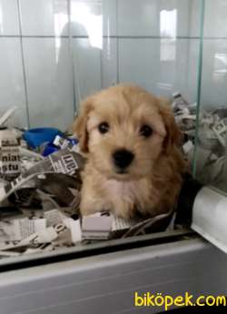 Maltipoo Yavrular 1