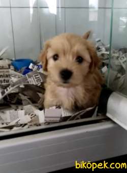 Maltipoo Yavrular 2
