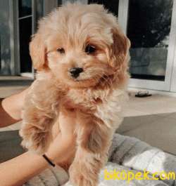 MALTİPOO YAVRULAR 1