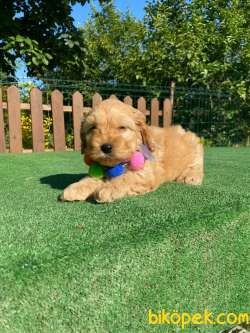 MALTİPOO YAVRULAR 3
