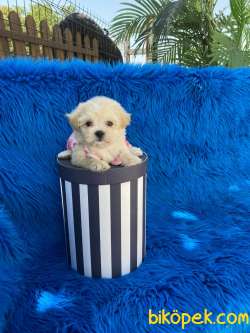 MALTİPOO YAVRULAR 1
