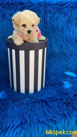 MALTİPOO YAVRULAR 3