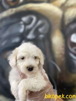 Maltipoo Yavrular 4