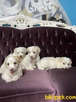 Maltipoo Yavrular 1