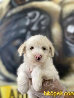 Maltipoo Yavrular 2