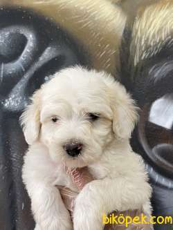Maltipoo Yavrular 5