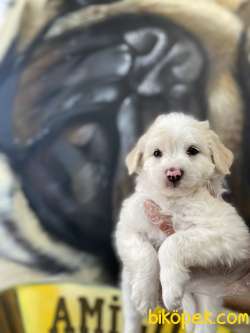 Maltipoo Yavrular 3