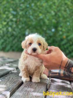 Maltipoo Yavrular