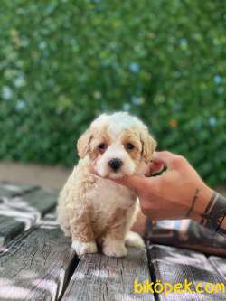 Maltipoo Yavrular 30 3