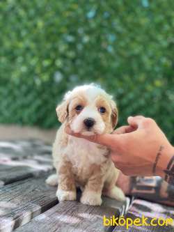 Maltipoo Yavrular 30 2