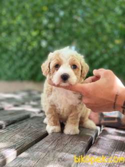 Maltipoo Yavrular 4