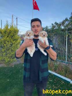 MALTİPOO YAVRULAR AŞILI VE PASAPORTLU 3