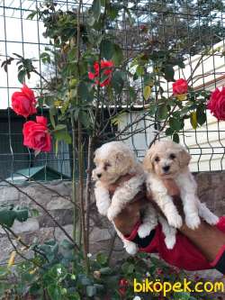 MALTİPOO YAVRULAR AŞILI VE PASAPORTLU 1