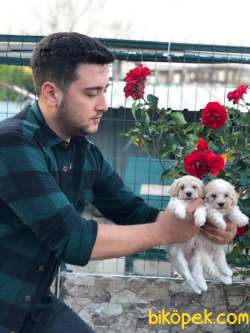 MALTİPOO YAVRULAR AŞILI VE PASAPORTLU 2