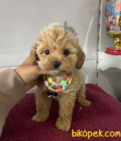 Maltipoo Yavrular Pasaportlu Irk Garantili 4