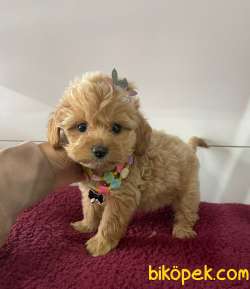 Maltipoo Yavrular Pasaportlu Irk Garantili 1