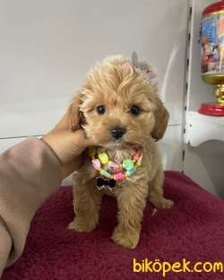 Maltipoo Yavrular Pasaportlu Irk Garantili 2