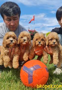 Maltipoo Yavrular Üretim Çiftliğinden Orjinal 4