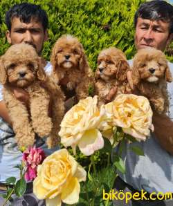 Maltipoo Yavrular Üretim Çiftliğinden Orjinal 3