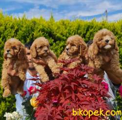 Maltipoo Yavrular Üretim Çiftliğinden Orjinal 2