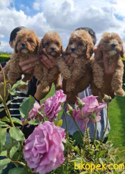 Maltipoo Yavrular Üretim Çiftliğinden Orjinal 1