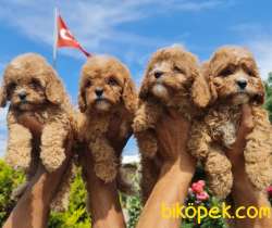 Maltipoo Yavrular Üretim Çiftliğinden Orjinal 5