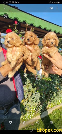 Maltipoo Yavrular Uzman Ekibimiz Sizin Için Üretti Aile Dostunuz 5