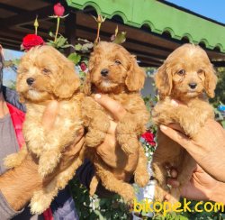 Maltipoo Yavrular Uzman Ekibimiz Sizin Için Üretti Aile Dostunuz 1