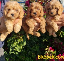 Maltipoo Yavrular Uzman Ekibimiz Sizin Için Üretti Aile Dostunuz 3