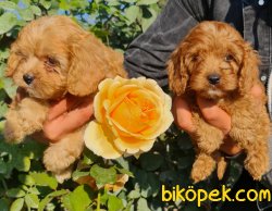 Maltipoo Yavrular Uzman Ekibimiz Sizin Için Üretti Aile Dostunuz 2