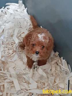 KALİTENİN ADRESİNDEN  Maltipoo Yavrulari ÇİFTLİKTEN 2