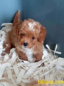 KALİTENİN ADRESİNDEN  Maltipoo Yavrulari ÇİFTLİKTEN 1
