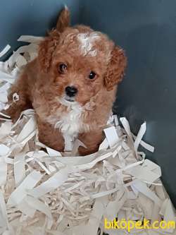 KALİTENİN ADRESİNDEN  Maltipoo Yavrulari ÇİFTLİKTEN 3