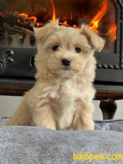 Maltipoo Yavruları A Kalite Yok Böylesı 2