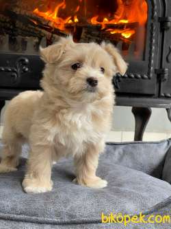 Maltipoo Yavruları A Kalite Yok Böylesı 3