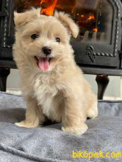 Maltipoo Yavruları A Kalite Yok Böylesı