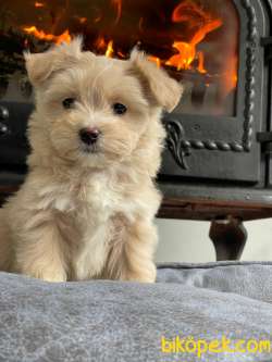 Maltipoo Yavruları A Kalite Yok Böylesı 4